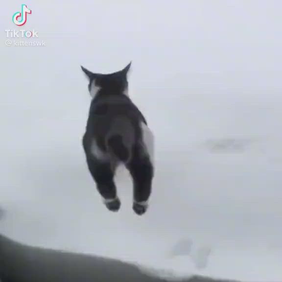 This may contain: a black and white cat jumping in the air