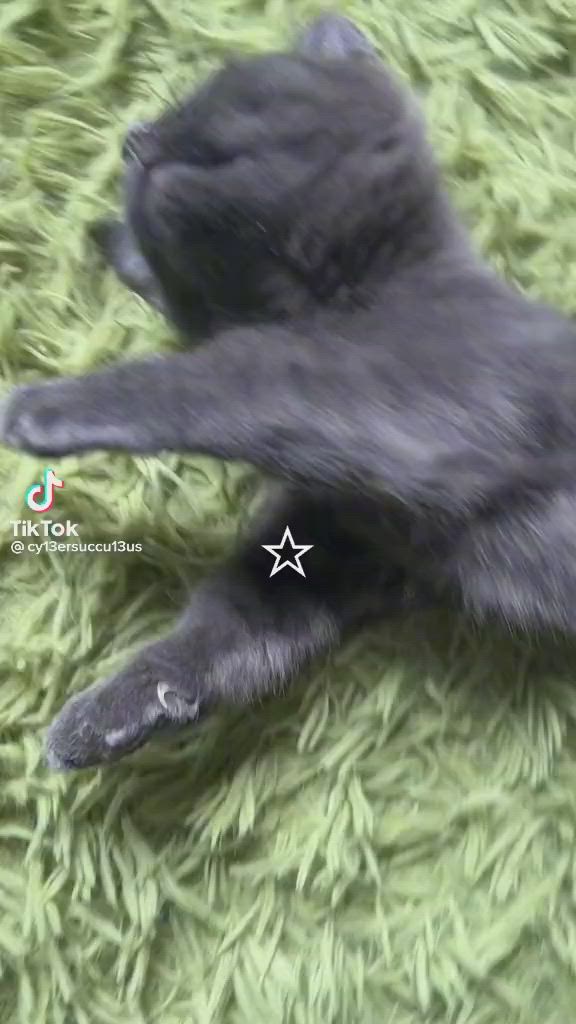 This may contain: a small black kitten laying on top of a fluffy rug with its paw in the air