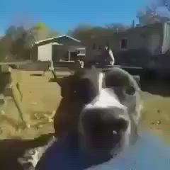 This may contain: a black and white dog sitting in the back of a truck