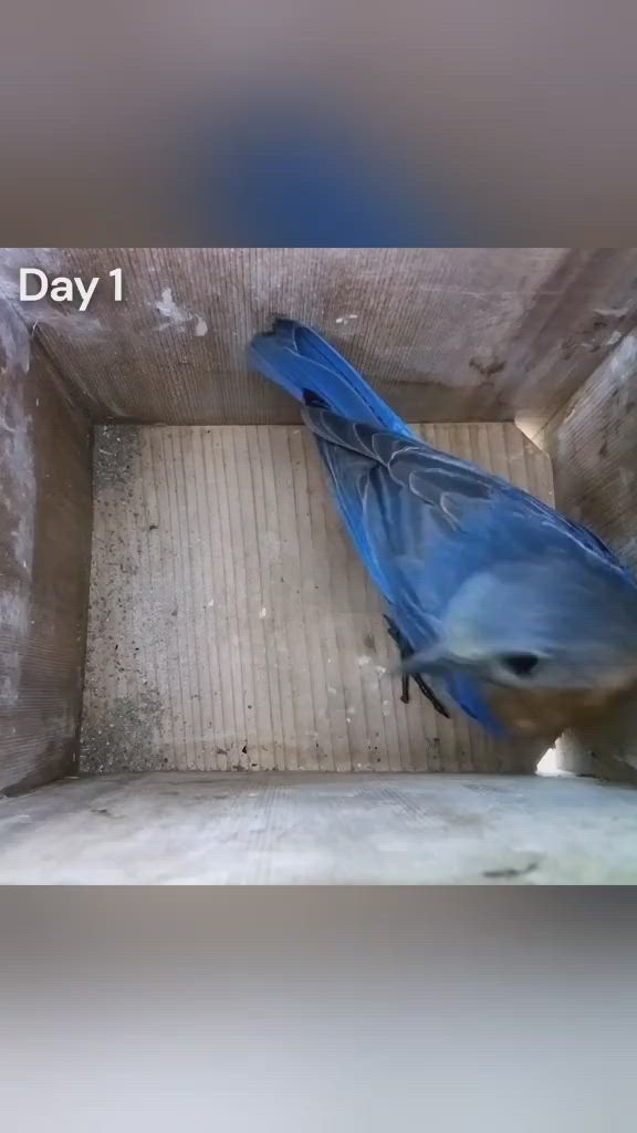 This may contain: a blue bird sitting in a cardboard box with the words happy day 1 on it