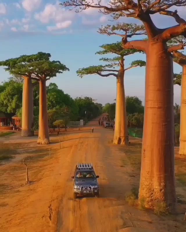 This may contain: a car driving down a dirt road next to tall bao trees in the distance with people walking on either side