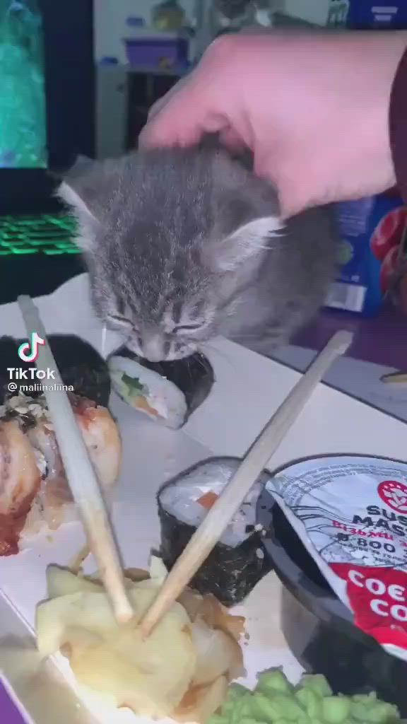 This may contain: a cat eating food from a plate with chopsticks