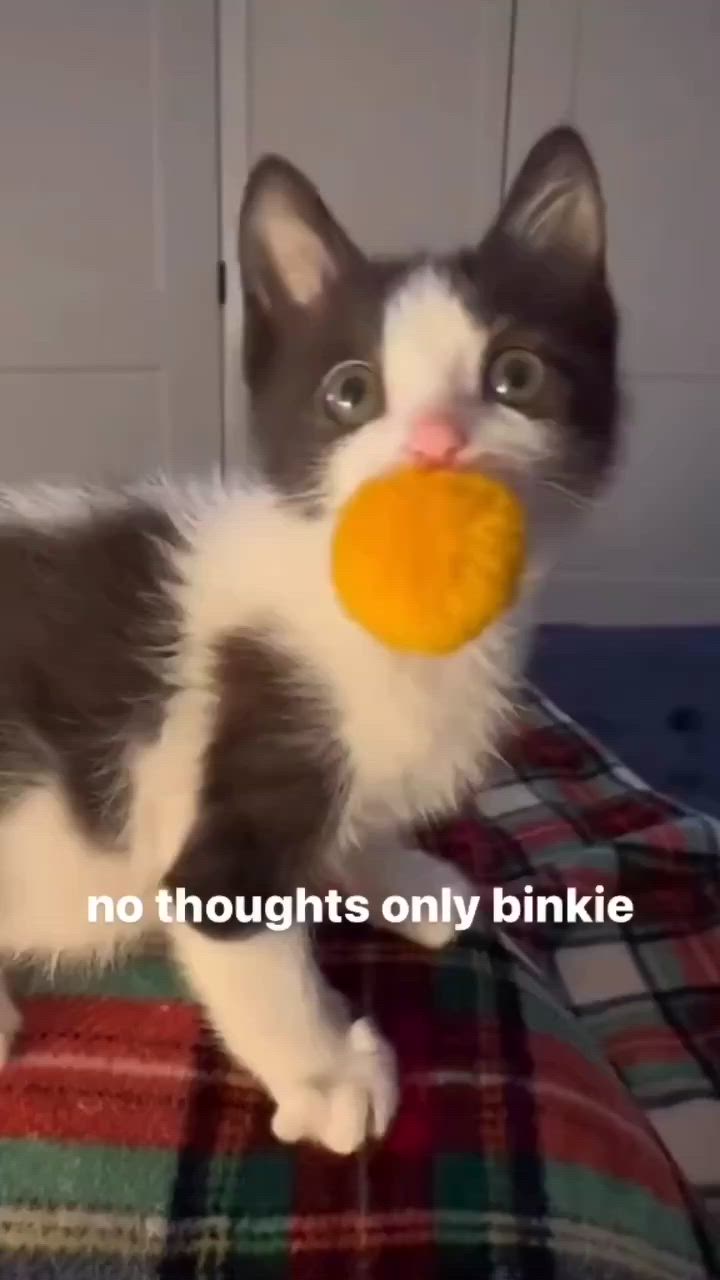 This may contain: a kitten with an orange ball in its mouth