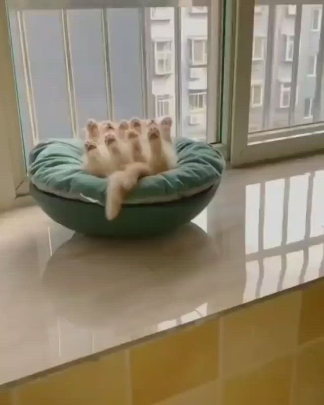 This may contain: a cat laying on top of a green bed in front of a window