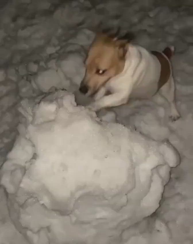 This may contain: a small dog playing in the snow with it's head on top of something