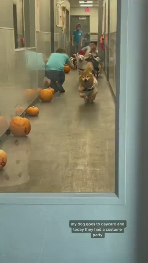 This may contain: two children are playing with pumpkins on the floor in an empty hallway while adults watch