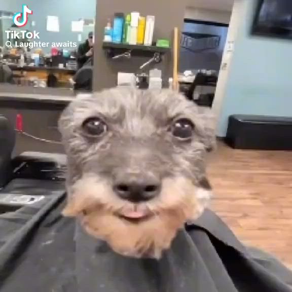 This may contain: the dog is getting his hair cut at the salon