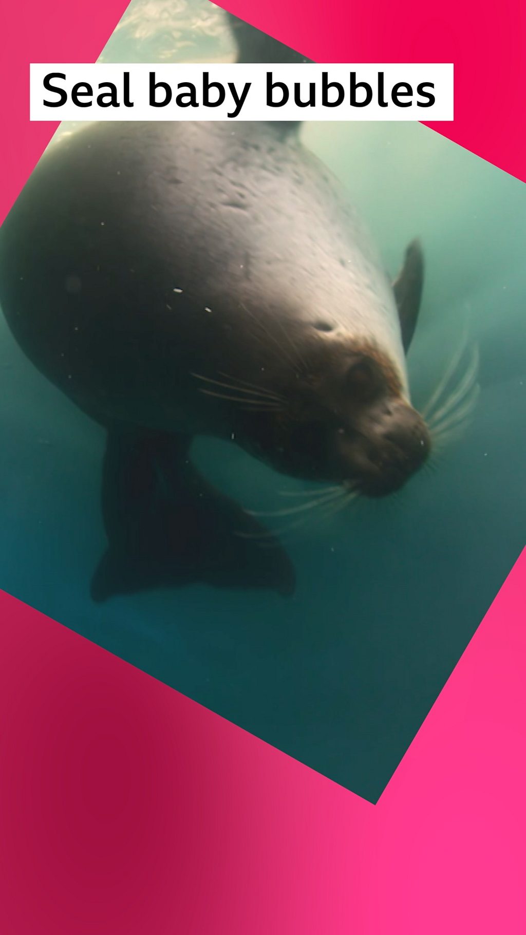 An underwater seal with the caption 'Seal baby bubbles'