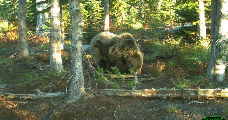 Stock photo of a grizzly bear in the Panhandle Region