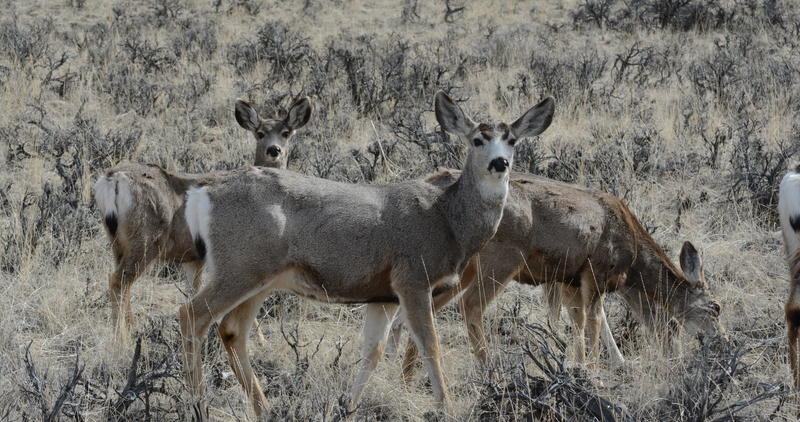 Mule deer