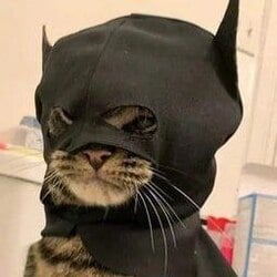 batcat标志