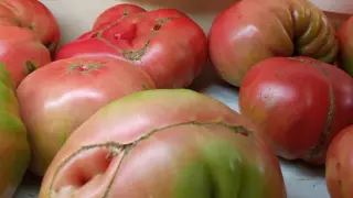 Tomate Rosa de Barbastro.