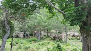 Mantiene el paisaje mosaico y es clave para el medio ambiente.