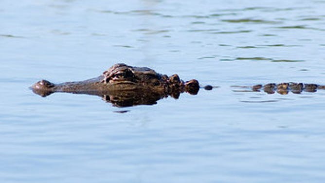 FILE: Alligator.