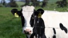 Could bird flu in cows lead to a human outbreak? Slow response worries scientists