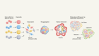 Chimeric brain organoids capture human genetic diversity