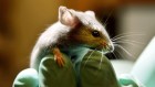 Scientists edit the genes of gut bacteria in living mice