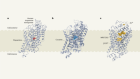 Structures of the dopamine transporter point to ways to target addiction and disease