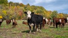 Simple steps could shrink US beef industry’s carbon hoofprint