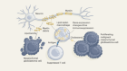 Lipid recycling by macrophage cells drives the growth of brain cancer