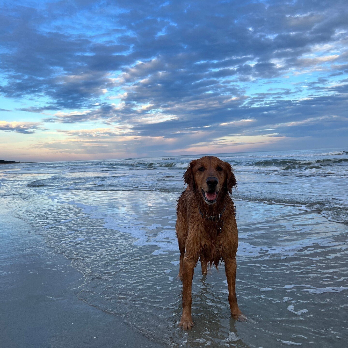 gibs me all da beachy sunsets. am da happiest at da beaches.⁠
⁠
aren't you? 🐾⁠
⁠
⁠
⁠
#adoptdontshop #adoptagoldenatl #goldenretrieversofinstagram #snuggleupamoose #moosekweim #dogsofsavannah  #goldenretrieverpuppy #agencydoglife #goldenretrieverresc