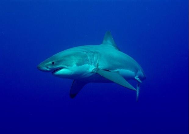 Shark Bites Surfer's Leg Off In Terrifying Attack In Hawaii