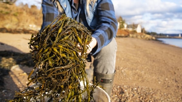 The global seaweed industry is projected to reach €22 billion by 2028