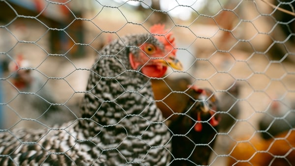 A housing order for all poultry and captive birds has been in effect since the beginning of the week