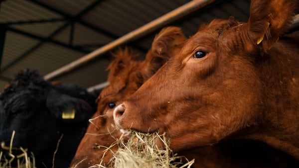 If Ireland's nitrates derogation is lowered, farmers would have to take additional measures, like culling cows