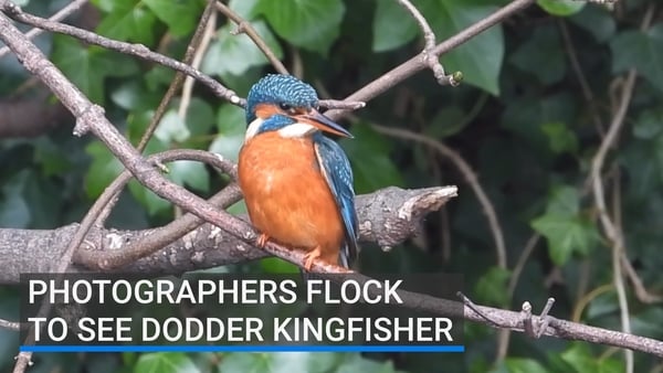 Photographers have been turning out daily to see the kingfishers at the River Dodder