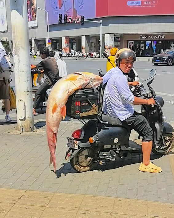 男子电动车后绑60斤大鱼遛街展示:不违规 但不提倡