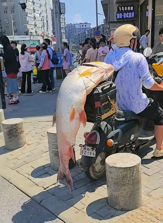 男子电动车后绑60斤大鱼遛街展示:不违规 但不提倡