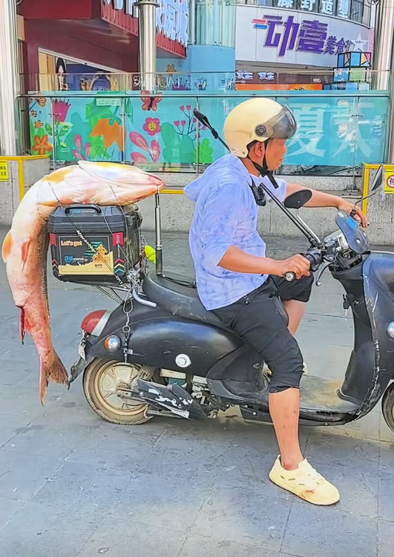 男子电动车后绑60斤大鱼遛街展示:不违规 但不提倡