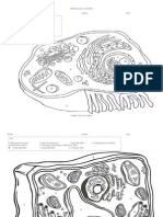 Names: Section: Date:: Animal Cell Coloring