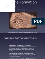 Santana Formation Fossils