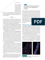 Polytene and Lampbrush Chromosomes