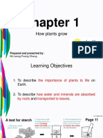 Year 8 Chapter 1 How Plants Grow