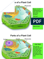 Parts of A Plant Cell: Nucleus Vacuole Mitochondria