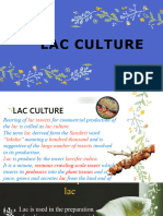 Lac Culture
