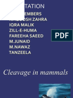 Cleavage in Mammals