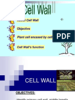 2.4.1 Cell Wall