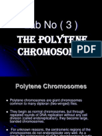 Lab3 Polytene Chromosome