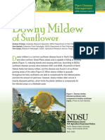 Sunflower Downey