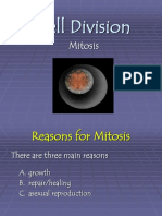 Cell Division: Mitosis