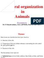 Structural Organisation in Animals