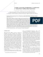 Characterization of Roseofilum Reptotaenium (Oscillatoriales, Cyanobacteria) Gen. Et Sp. Nov. Isolated From Caribbean Black Band Disease