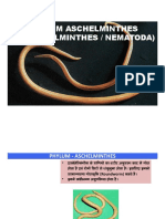 Phylum Aschelminthes (Nemathelminthes / Nematoda)