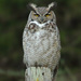 Great Horned Owl - Photo (c) Paul G. Johnson, some rights reserved (CC BY-NC-SA), uploaded by Paul G. Johnson