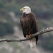 Bald Eagle - Photo (c) Glenn Perelson, some rights reserved (CC BY-NC), uploaded by Glenn Perelson