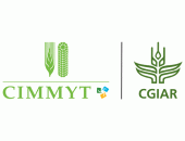 CIMMYT